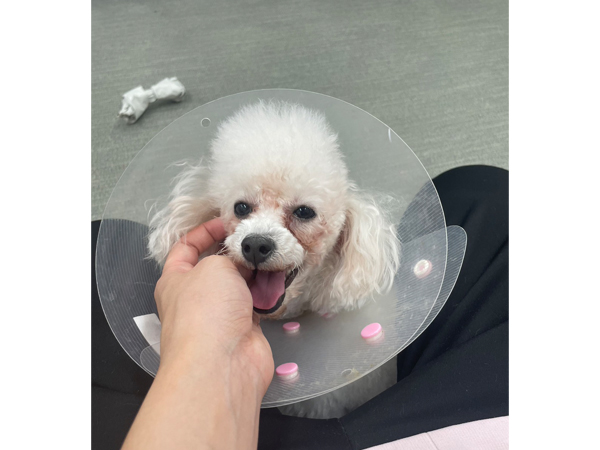 生徒が撮影したモデル犬☆